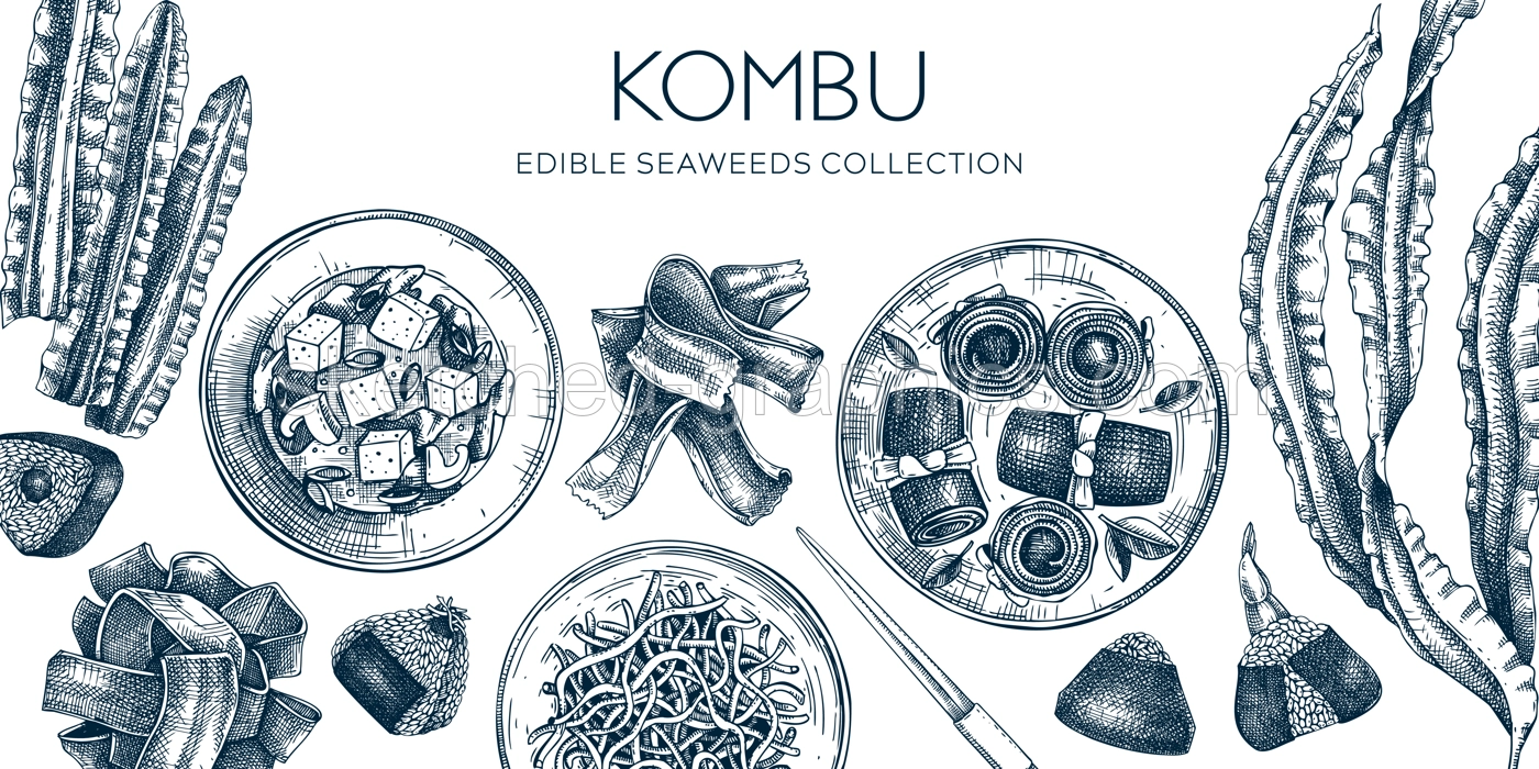 Hand-drawn Kombu banner design in sketch style. Edible seaweed and sea vegetable illustrations. Healthy food vector background. Japanese cuisine restaurant menu design. Illustration